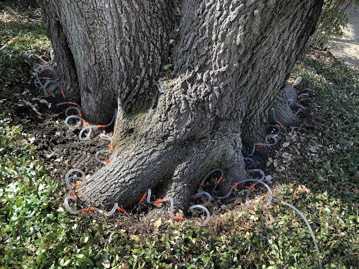 Detailed Tree Cabling and Bracing job site in Meadow Valley
